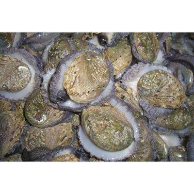 China Live shellfish for sale