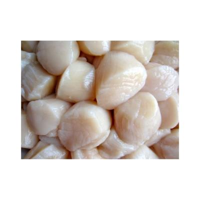 China FROZEN shellfish for sale