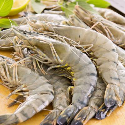 China FROZEN Black Tiger Prawn (Vietnam, Indonesia, Madagascar) for sale