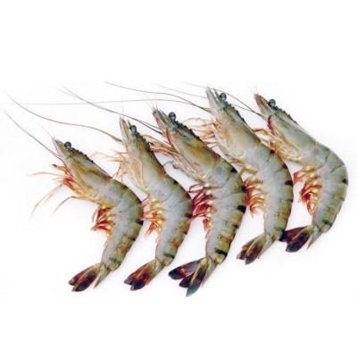 China FROZEN Shrimp for sale