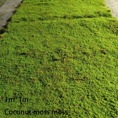 China Flocking Material Best-selling Artificial Plants Landscaping Bonsai Artificial Turf Flocking Green Moss Plants For Environmental Decoration for sale