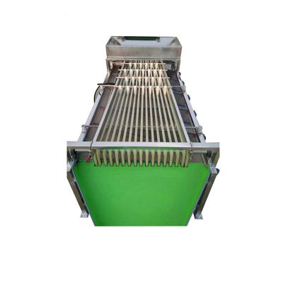 China food & Small Beverage Factory Error Fruits Processing Cherry Tomato Bayberry Sorter Machine for sale