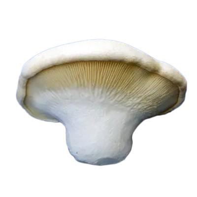 China Affordable FROZEN hot selling white pleurotus pleurotus nebrodensis pleurotus eryngii ferulae for sale