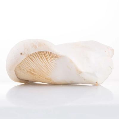 China FROZEN natural frozen pleurotus pleurotus nebrodensis pleurotus eryngii ferulae customized packaging for sale