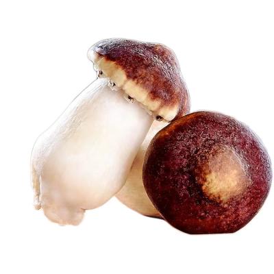 China FROZEN frozen stropharia rugosoannulata cultured king strorharla unflavored wine stropharia for sale