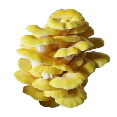 China Wholesale FROZEN pleurotus citrinopileatus sing frozen golden elm mushroom oyster mushroom on sale for sale