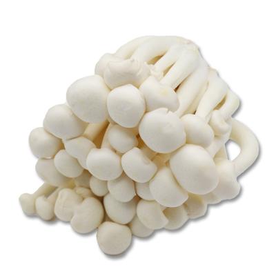 China Fresh Hot Selling Healthy Cultivated Fresh Shimeji Beech Mushroom Raw White Original Mushroom Mushrooms for sale