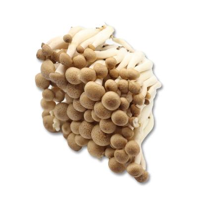 China Fresh raw original crab-flavored mushrooms shimeji healthy fresh brown mushroom natural beech mushroom for sale