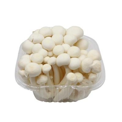 China Shimeji White Mushroom Beech Fresh Hot Selling Fresh Mushroom Without Added Preservatives for sale