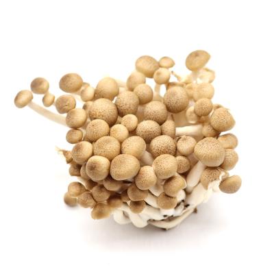 China Fresh Fresh Crab-flavored Mushrooms Cultivated Natural Shimeji Mushrooms Beech Mushrooms On Sale for sale