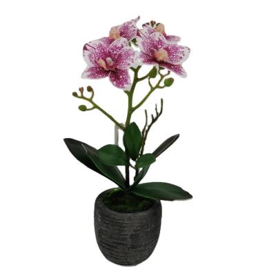 China New Type Polyester 3d Printed Potted Phalaenopsis Orchid Real Touch Artificial Orchids for sale