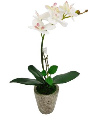 China Decorative Grade Polyester Real Touch Artificial Phalaenopsis Orchids Orchidee Potted Concrete Pot Orchid Plants for sale