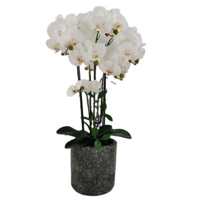 China Artificial Polyester P-touch Phalaenopsis Flower White Orchid With Pot Preserved Flowers Orchid for sale