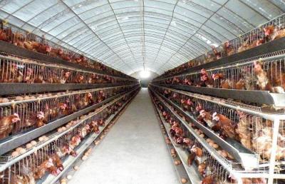 Chine Plans préfabriqués de Chambre de poulet à rôtir de structure métallique de coût bas à vendre