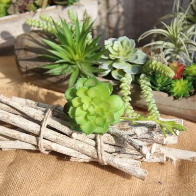 China Wedding& Home& Hot Natural Lenore Dean Echeveria Plant Office Decoration Flower Plants Amazon Indoor Succulent for sale