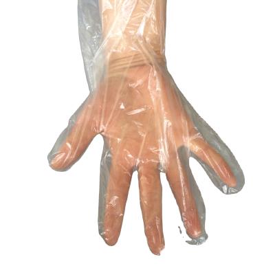 China Kitchen Use LDPE Food Grade Gloves Glove With High Quality 100pcs/Bag*100bags/Ctn Packing for sale