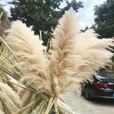 China Zante Belle Phragmits large flower conaderia dry fluffy pampas grass communis wedding colorful wholesale arch flower for wedding decoration for sale