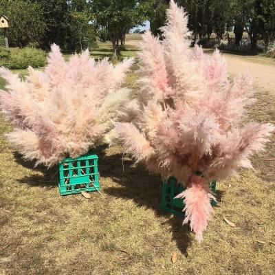 China Beautiful Colorful Yunnan Hot Sale Wedding Arch Decor Dried Flowers Fluffy Pampas Grass For Wedding Decoration for sale