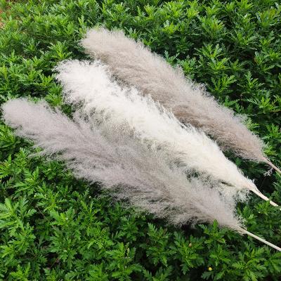 China Beautiful Colorful Preserved Pampas Grass ZanTe 2022 Wholesale Dried Large Gray White Fluffy Preserved Pampas Grass For Home Wedding Events Decoration for sale