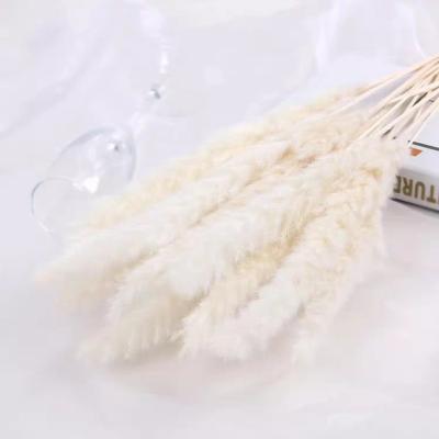 China ZanTe Natural 2022 Fluffy Colorful Pampas Grasses Wholesale Wedding Flowers Group Order Pampas Grass Small As Gift for sale