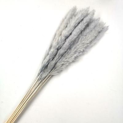 China Beautiful Popular Fluffy Natural Phragmites 2022 Wholesale Colorful ZanTe Flowers Amazon Wedding Flowers Small Pampas Grass For Home Decoration for sale