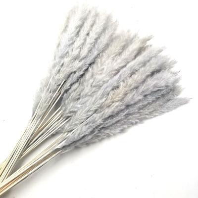 China ZanTe Belle 2022 Hot Sale Colorful Wholesale Wedding Flower Amazon 15 Pcs Small Reed Pampass Grass Gray Fluffy Dry Per Pcs For Wedding Decoration for sale