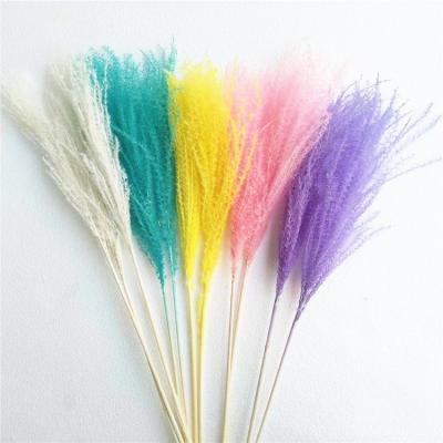 China Beautiful dry beater wholesale colorful Yunnan flowers ponytail pampas for wedding decoration for sale