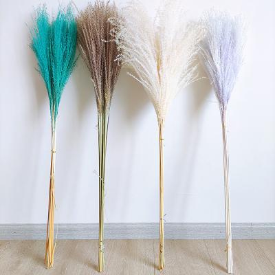 China Real Popular Preserved Romantic Pampas Grass Ponytail Drummer Pampas For Decoration Wedding Home Events for sale