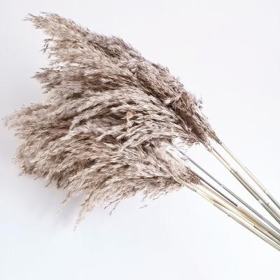 China Beautiful Colorful ZanTe 2022 New Summer Wedding Flowers Wholesale Dried Small Wild Pampas Grass Reed For Home Decoration for sale