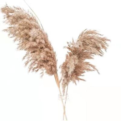 China Natural Touch ZanTe Wedding Flowers Wholesale Most Popular INS Dry Pampas Flowers Preserved Reed Flower Dried Pampas Grass For Sale for sale