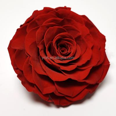 China YNZT Events Decoration 2022 New Next Rosas de 9 - 10 cm Long Lasting Preserved Eternal Big Rose Flower for Valentine Wedding DIY Gift for sale