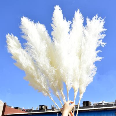 China Wholesale Boho Wedding Decor Large Home Decor Natural Preserved Dry Pampas Grass Plume Dry Pampas Grass Flower Real Preserved For Amazon for sale