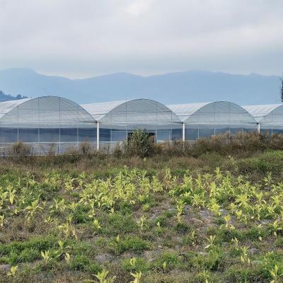 China High Tunnel Large Green House Agricultural Greenhouse Hydroponic Multi-Span Greenhouses zu verkaufen