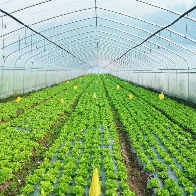 Chine Single Layer Warm Plastic Film Greenhouse Malaysia Tomato Flower Greenhouse For Farming à vendre