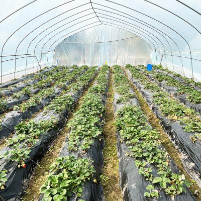 Cina Hot Sale Poly Tunnel Strawberry Greenhouse Agricultural Single-span Greenhouse For Strawberry Growing in vendita