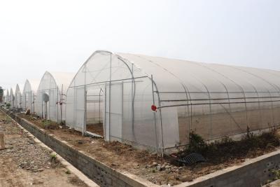 China Polytunnel Sri Lanka Colombo Steel Frame Greenhouse Single Span for sale