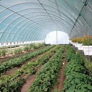 China Single Span Plastic PE Film Agricultural Tunnel Greenhouse With Drip Irrigation System for sale