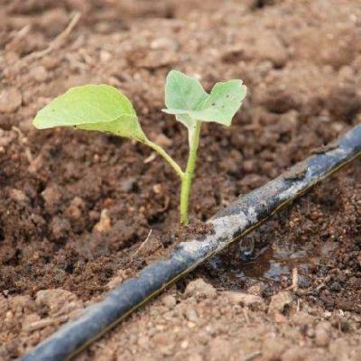 Cina Impianto di irrigazione crescente della serra dell'azienda agricola 16mm del tubo dell'irrigazione a goccia della serra in vendita