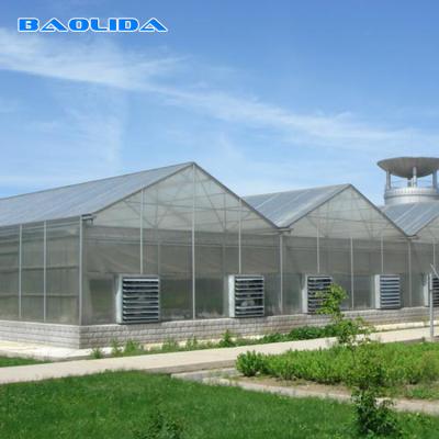 China Hydroponics Polyethylene Film Greenhouse Strawberry Multispan Greenhouse for sale