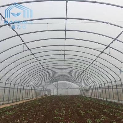 China Fruit And Veggies PE Film Greenhouse Single Polyethylene Film Greenhouse for sale