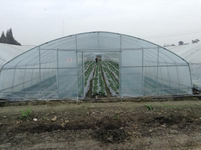 Cina Serra di plastica della pellicola di polietilene delle serre del tunnel della singola portata per l'agricoltura delle verdure in vendita