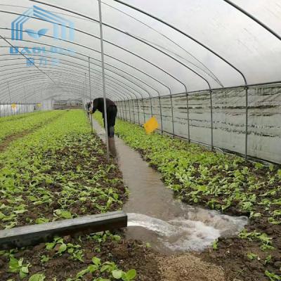 China Dragon Fruit Cucumber  80 / 150 Micron Plastic Film Single Span Tunnel Plastic Greenhouse for sale