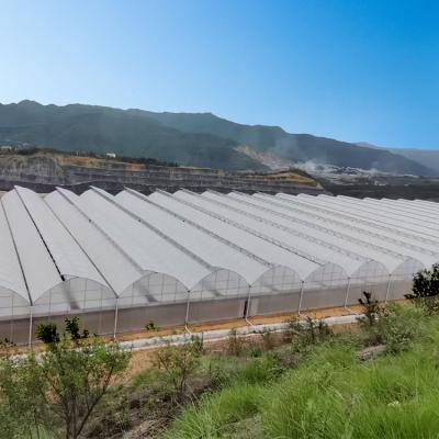 China El invernadero agrícola/comercial del palmo multi de Hydrophonic instaló fácilmente en venta