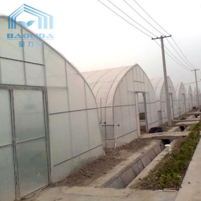 China Tropical Plastic Film Cross Top Sawtooth Greenhouse Single Span Tunnel Plastic Greenhouse for sale