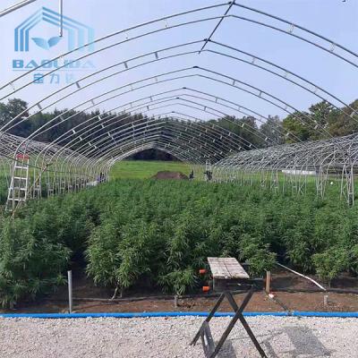 China Double Arch Side Ventilation Single Span Greenhouse For Agriculture Strawberry Growing for sale