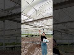 Multi-span greenhouse for strawberry