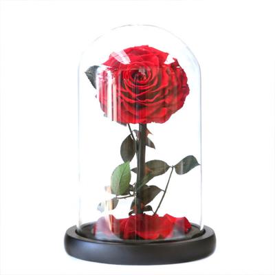 China Weddings Decoration Ammy Preserved Flower Rose Small Prince Red Eternal Flower With Glass Cover For Gift for sale