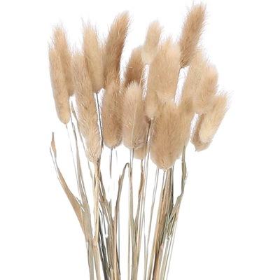 China Fashion Style Home Accessories Durable Simple Decoration Natural Bunny Tail Flowers Dry Grass for sale