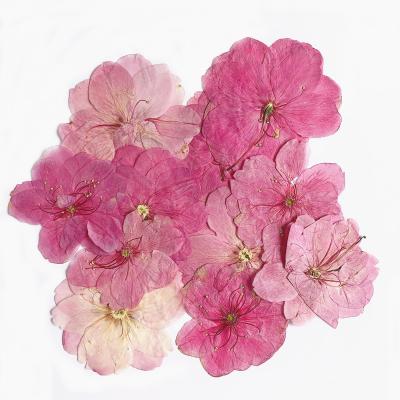 China Phone case factory price 3-4cm dried pressed flower Sakura with single branch for sale