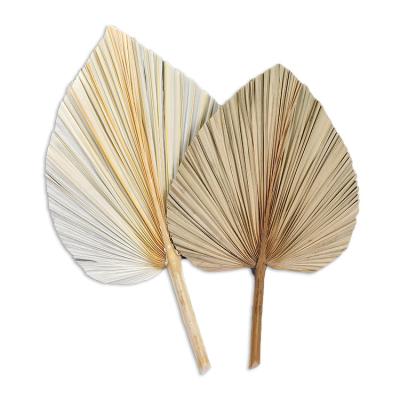 China Wholesale Amazon Natural Success Contact Wedding Supplies Natural Dried Palm Leaves Decorative Vanilla Dried Flowers For Home Decor for sale